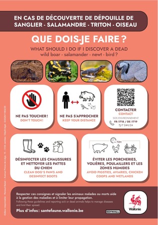 Grippe aviaire