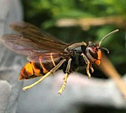 Frelon asiatique